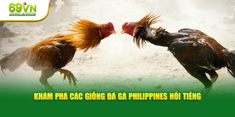 Khám phá các giống đá gà Philippines nổi tiếng